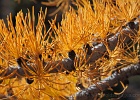 Back to the needles... Golden Larches are one of two species of pine that lose their needles.  These are unique to the Cascades.
