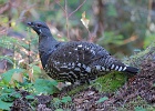 A male Spruce Grouse watches me watch him.  One of three species of grouse seen in the North Cascades.
