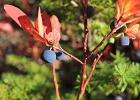 Blueberries (and huckleberries) by the millions still hanging tough almost along the entire 8.5-mile hike.