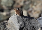 A pika catches some morning sun in the huge talus slopes near the base of Mt. Herman.