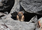 Yet another pika.  They sound just like someone stepping on a large squeeze toy.  EEEEEEEEP!