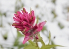Magenta Paintbrush against a background of fresh snow at 6500-ft.
