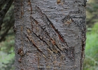 Bear claw mark on tree along trail, often used to mark territory.