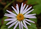 After dropping back down to the valley, the rain returned, as shown on this fleabane bloom.