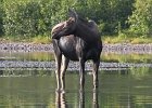 Mirrored Moose.  A quiet morning at Fishercap Lake.