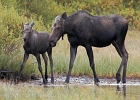 Her calf comes out of the brush to watch mom feed.