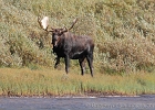 Another view.  This was the first time I&#39;ve seen a bull at Fishercap Lk -- and the 7th bull I came across that week.