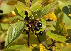 Huckleberries: staple food of much of the wildlife... and a key ingredient in 1000 tourist products.