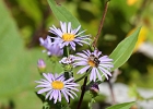Fleabane blooms enjoyed by a bee.  Off the trail and along the hidden shore of Bullhead Lake.
