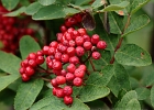 Mountain Ash berries at the base of the climb to Switcurrent Pass.  This red shade was used as the basis for the 1930&#39;s &#34;Jammer&#34; tour bus paint color.