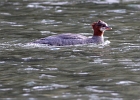 Red Breasted Merganser on Fishercap Lake.