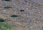 A large grizzly bear close to 2-miles away. Foraging -- and wearing a radio collar.