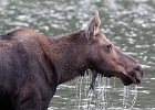 A different female moose (cow) being very attentive while feeding...