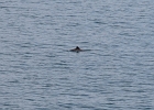 Harbor Porpoise... cropped image from a great distance, so the quality of the photo is poor.