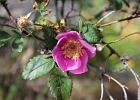 Wild Rose