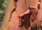Madrona tree bark detail.