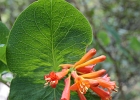 Honeysuckle