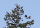 Immature Bald Eagle flew over from across the bay and perched behind me.