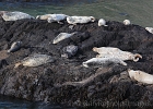 The seals will rest until the tide comes back in, when it&#39;s time to go feed again.
