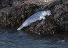 A young Harbor Seal makes it up the rock after several attempts.