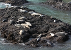 Nap time for the Harbor Seals.