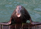 A young male Sea Lion hauls out on one of the Newport Waterfront docks.