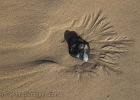 Sand patterns form around a pebble as the sea water drains.  Moolack Beach, OR