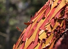 Madrona Tree Bark -- San Juan Island, WA