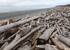 Driftwood covering South Beach.  San Juan Island, WA