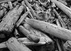 Monochrome driftwood detail.  San Juan Island, WA