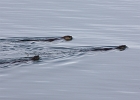 River otters on dinner patrol in front of our deck.  Lonesome Cove, San Juan Island, WA