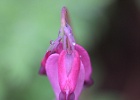 Pacific Bleeding Heart, from an unusual angle.  Oyster Dome Trail.