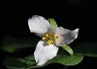 Trillium catching the early evening light.  Oyster Dome Trail.