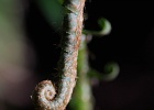 Former fern fiddlehead unraveling into a frond.  Oyster Dome Trail.