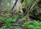 Raptor Ridge Trail winding along Chuckanut Sandstone cliffs and boulders.