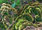 Algae on top of fungus on top of moss.  Madrone Crest Viewpoint Trail.