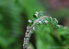Fern frond opening. Upper Salal Trail.