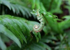Brand new fern frond. Middle Chuckanut Ridge Trail.