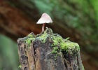 One tiny mushroom finds a perch.  Upper Chuckanut Ridge Trail.
