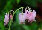 Classic view of the Pacific Bleeding Heart so prevalent in the local woods.  Middle Chuckanut Ridge Trail.