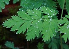 Pacific Bleeding Heart foliage.  Chuckanut Ridge Trail.