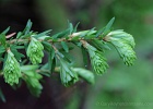 New spring growth at the tips of a Hemlock tree.  Middle Chuckanut Ridge Trail.