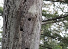 Three woodpecker holes in a fir snag.  Pine and Cedar Lakes Viewpoint Trail.