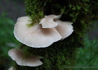 Fungus and moss -- characteristic of a temperate, wet forest.  Hemlock Trail.