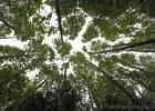 Alder tree canopy above the lower Hemlock Trail.