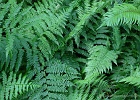 Lady Ferns, Wood Ferns, Sword Ferns, and others cover the Chuckanuts.  Hemlock Trail.