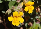 Yellow Monkey Flower blooming on the beach near a fresh water seep.