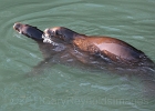 Two young male California sea lions &#34;playing&#34;...