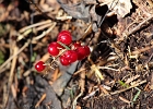 Red elderberries stand out on the forrest floor.