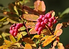 Mountain Ash... and morning sun.